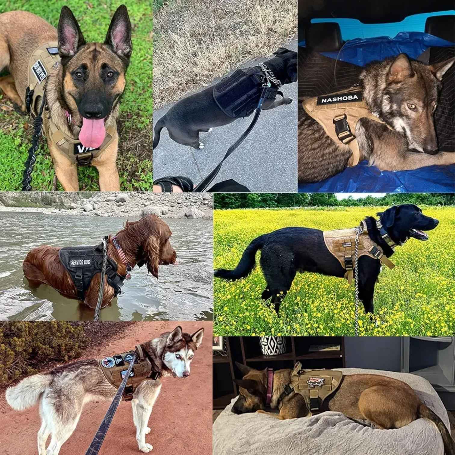 Pets & Supplies : Harnais Tactique Militaire Noir en Nylon Rembourré pour Grands Chiens avec Poignée Robuste dans de Marche Lino